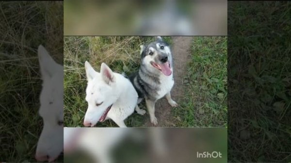 Лайки Соловьева : Тайна , Лайма , Соболь , Злата !!!! 😍😍😘😘 3 часть .