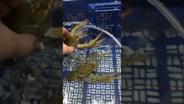 Живые раки в Омске смотреть онлайн