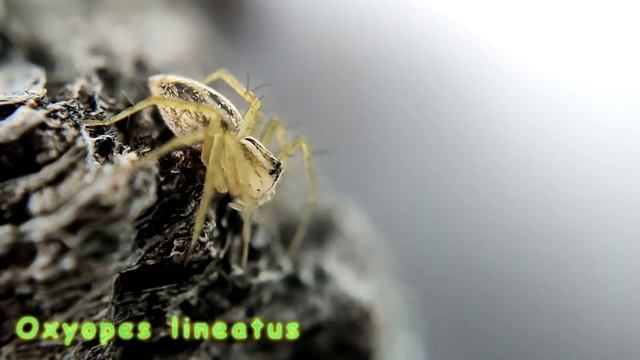 Описание паука-рыси Oxyopes lineatus смотреть онлайн