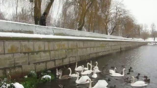 Кормление лебедей, оставшихся зимовать в Бресте смотреть онлайн