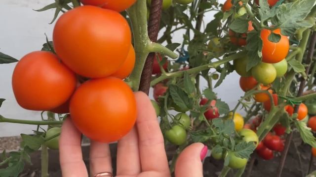 Самые СЛАДКИЕ БИФ ТОМАТЫ с фруктовыми нотками, вкусные! смотреть онлайн