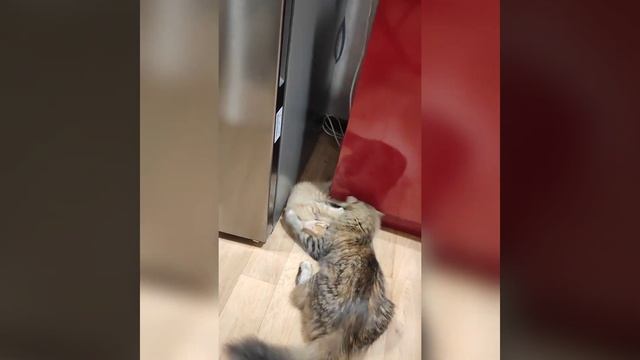 рыжий озорник смотреть онлайн