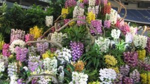 ТОКИО ВСЕМИРНАЯ ВЫСТАВКА ОРХИДЕЙ 2025