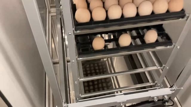 НОВЫЙ режим инкубации бройлерного яйца / Заложила три битых яйца! смотреть онлайн