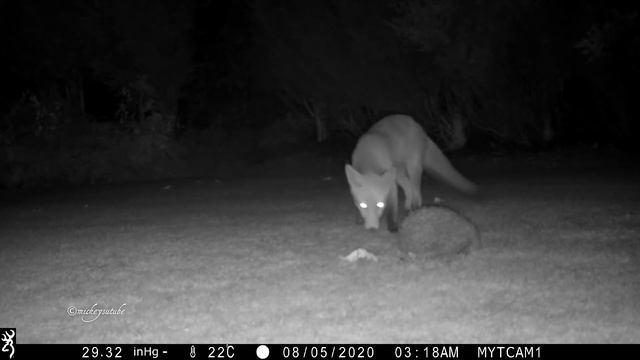 Don't Jump - Fox Reaction Meeting The Hedgehog смотреть онлайн