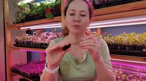 Новые эксперименты в черенковании: использование вегетационных пробок или преформ