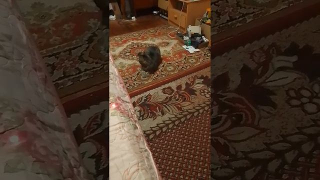 кошка бегает но она не бегает смотреть онлайн