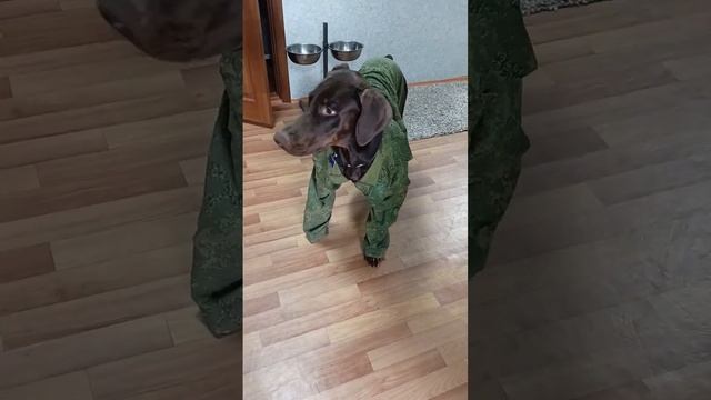 Мужички в зелëнке, кто круче? #dog #доберман #форма #зелёнка #игры #смешные смотреть онлайн