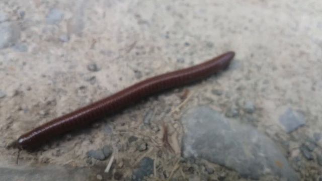 Millipede in wilderness CAUGHT ON CAMERA! смотреть онлайн