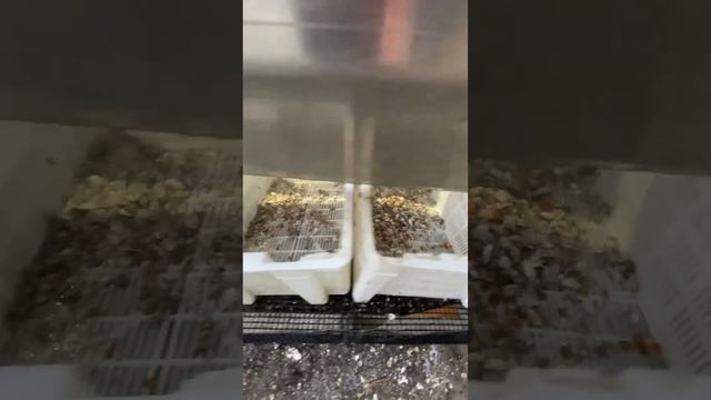 Just sorted 200,000 Oysters #shorts #oyster #farming #seafood #interesting смотреть онлайн