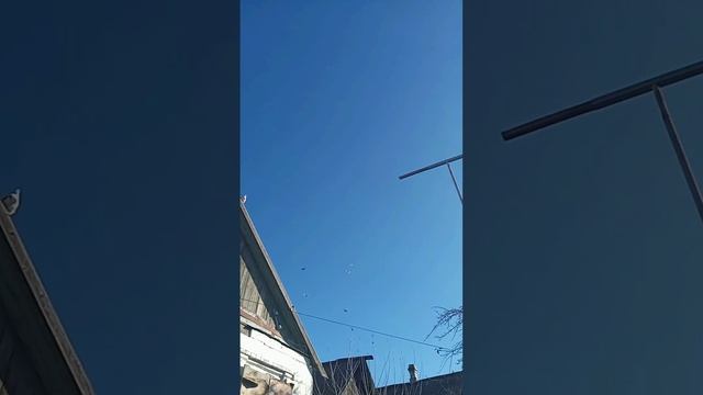 Гуси летят, голуби летят, орлы с ястребями летят. Николаевские голуби Краматорска.07.11.23. смотреть онлайн