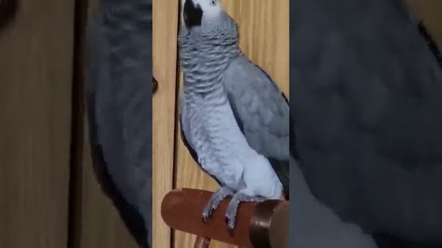Танцует Козельчик!.. смотреть онлайн