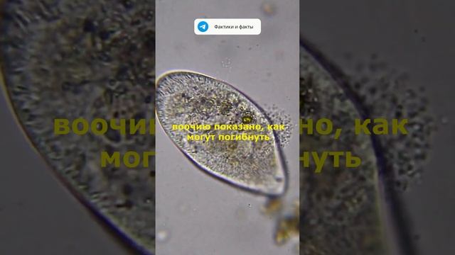 Гибель инфузории туфельки. смотреть онлайн