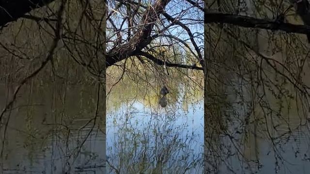 гнездо трясогузки смотреть онлайн