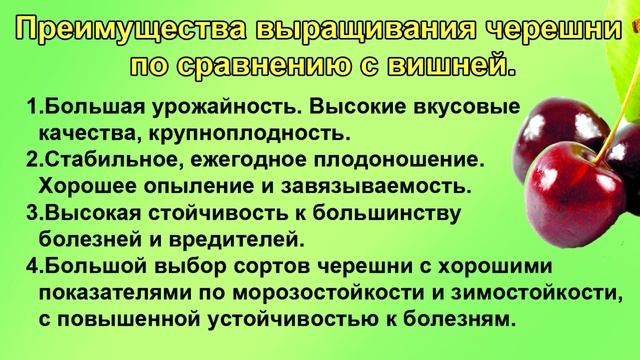 ЧЕРЕШНЯ или ВИШНЯ. Выбираем. Начинающим. смотреть онлайн