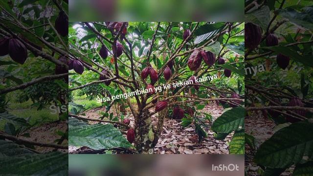 hasil perawatan kakao смотреть онлайн