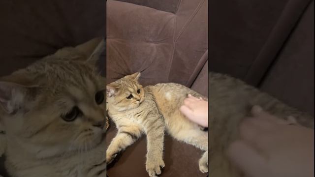 Недовольство 😡 #котики #муна #тигр #animals #видео #животные #shorts смотреть онлайн