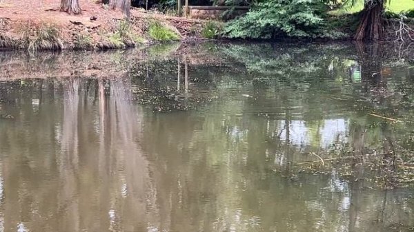 Platypus. Утконос. #platypus