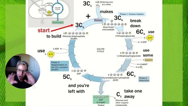 HBio Ch 8/Part 2: Photosynthesis ~Calvin Cycle & Photorespiration Adaptations смотреть онлайн