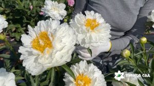 Fringed Ivory peony. Фринджед Айвори пион. Пулков сад
