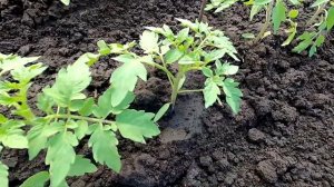 Как выращиваю безрассадные помидоры в открытом грунте