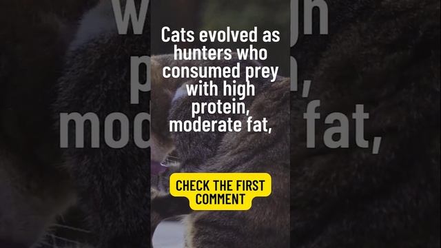 🐈❗️How Cat Diet ❗️❗️❓ | cats lovers #shorts смотреть онлайн