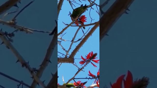 天蓝鸟儿逍遥，happy birds under blue sky смотреть онлайн