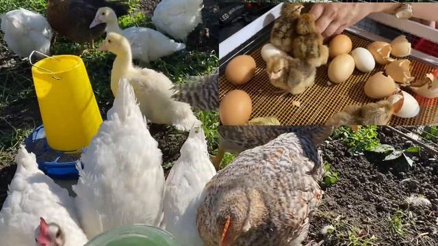 Куры Бресс Гальцы, Белифельдер, Мускусная утка селекция Германии смотреть онлайн