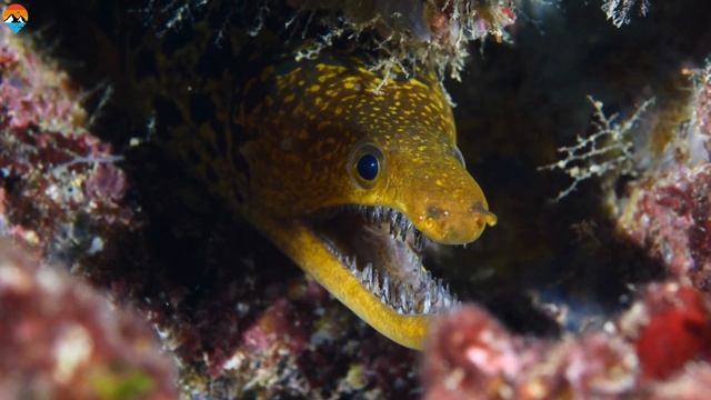 Fangtooth Moray With Clear Glass Like Teeth смотреть онлайн