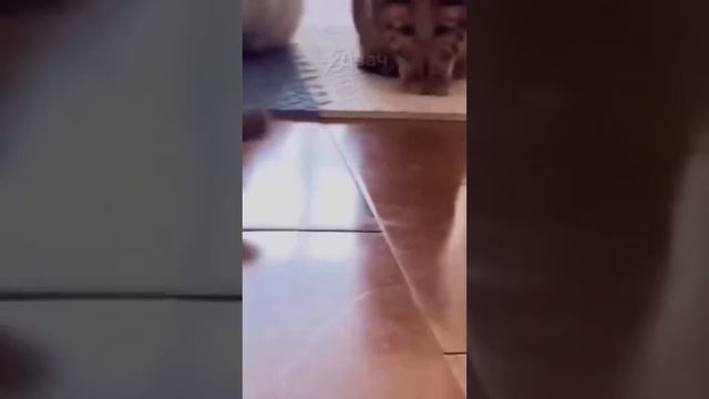 Коты против других животных смотреть онлайн