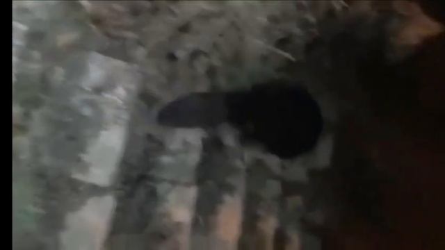 Bòbr K@rwa Полное видео