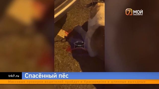 Пострадавшего красноярского алабая забрали у хозяйки смотреть онлайн