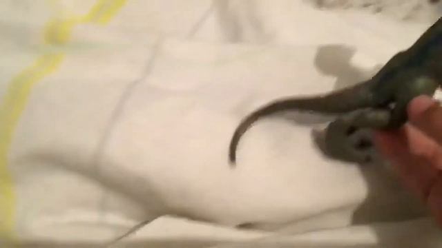 Клип моего Любимовой канала раптор блю смотреть онлайн