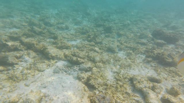 Harcias Picasso hal смотреть онлайн