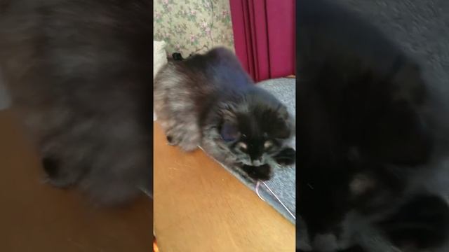 Checking the cat's reaction / Проверяем реакцию кошки Моти 😸 #cat #funny #shorts @kitty смотреть онлайн