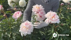 Georgiana Shaylor peony. Джорджиана Шейлор пион. Пулков сад