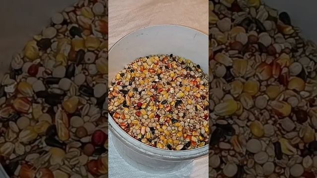 Mieszanka proteinowa na śniadanie i kolację #pigeons #pigeon #thanksviewers #ферма #birds #food смотреть онлайн