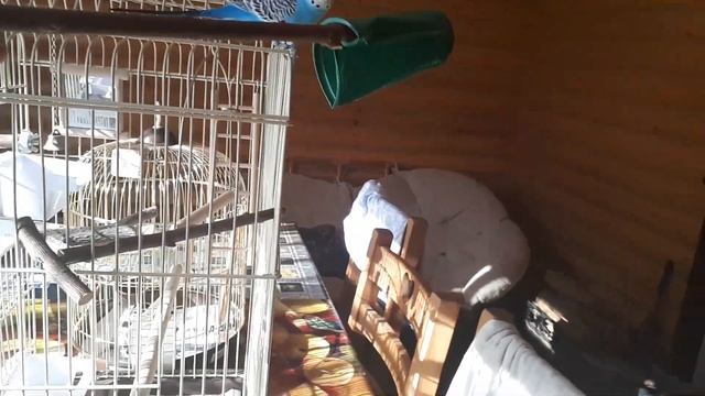 Новичок смотреть онлайн