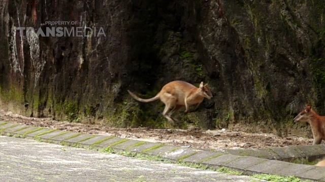 Wallaby, Kangguru Mini Yang Menggemaskan | Trans7 Global (28/06/22) смотреть онлайн