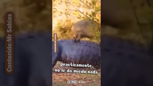 Capibara y un Cocodrilo! смотреть онлайн