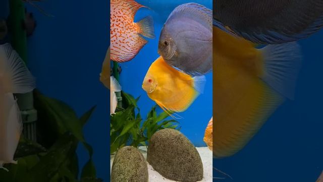 Откройте для себя великолепных рыб в успокаивающем аквариуме | #шариклайф смотреть онлайн