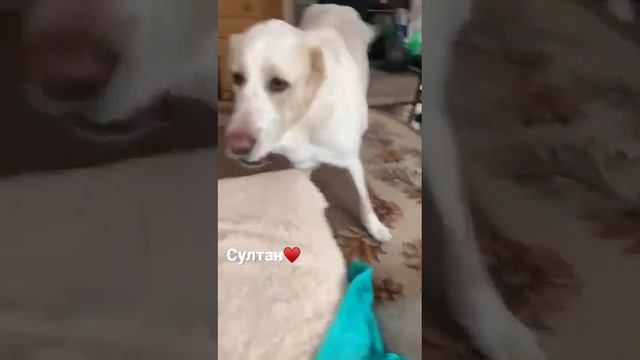 #dog #dogfamily #fypvideo #shorts #алабай #маламут #frends #fyptiktok #fypshorts #mylive смотреть онлайн