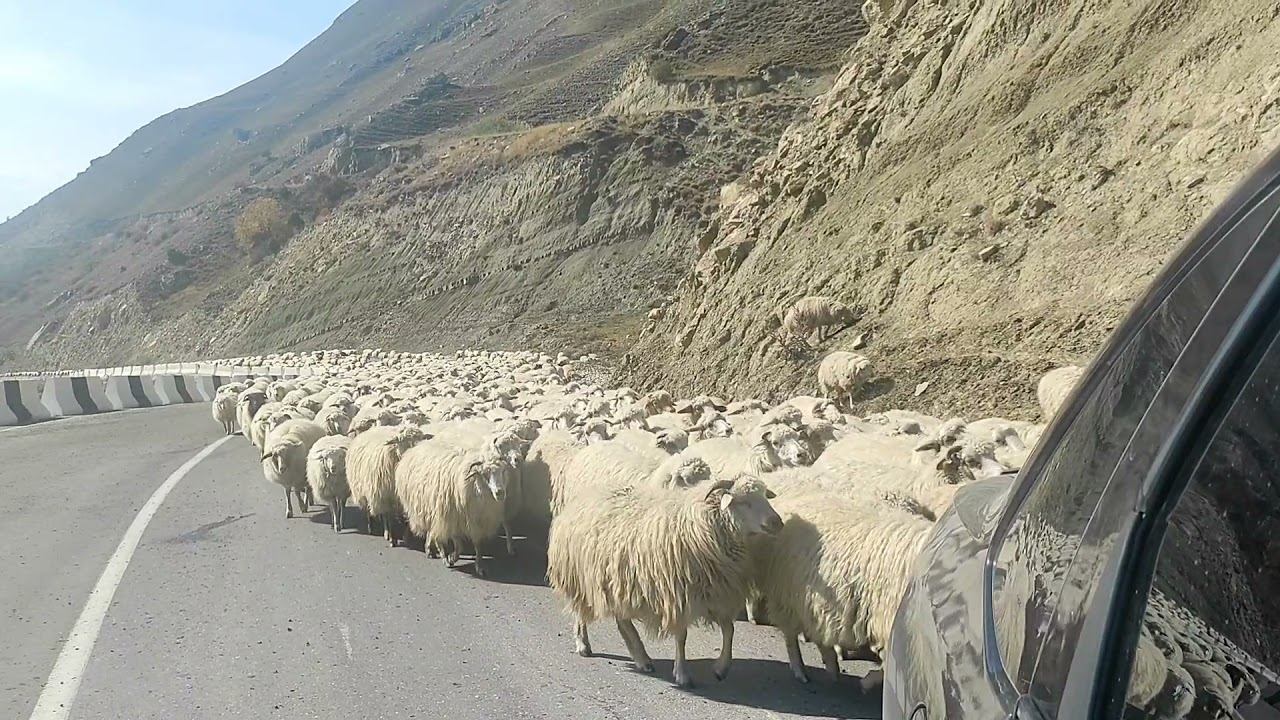 Перегон овец на зимние пастбища смотреть онлайн