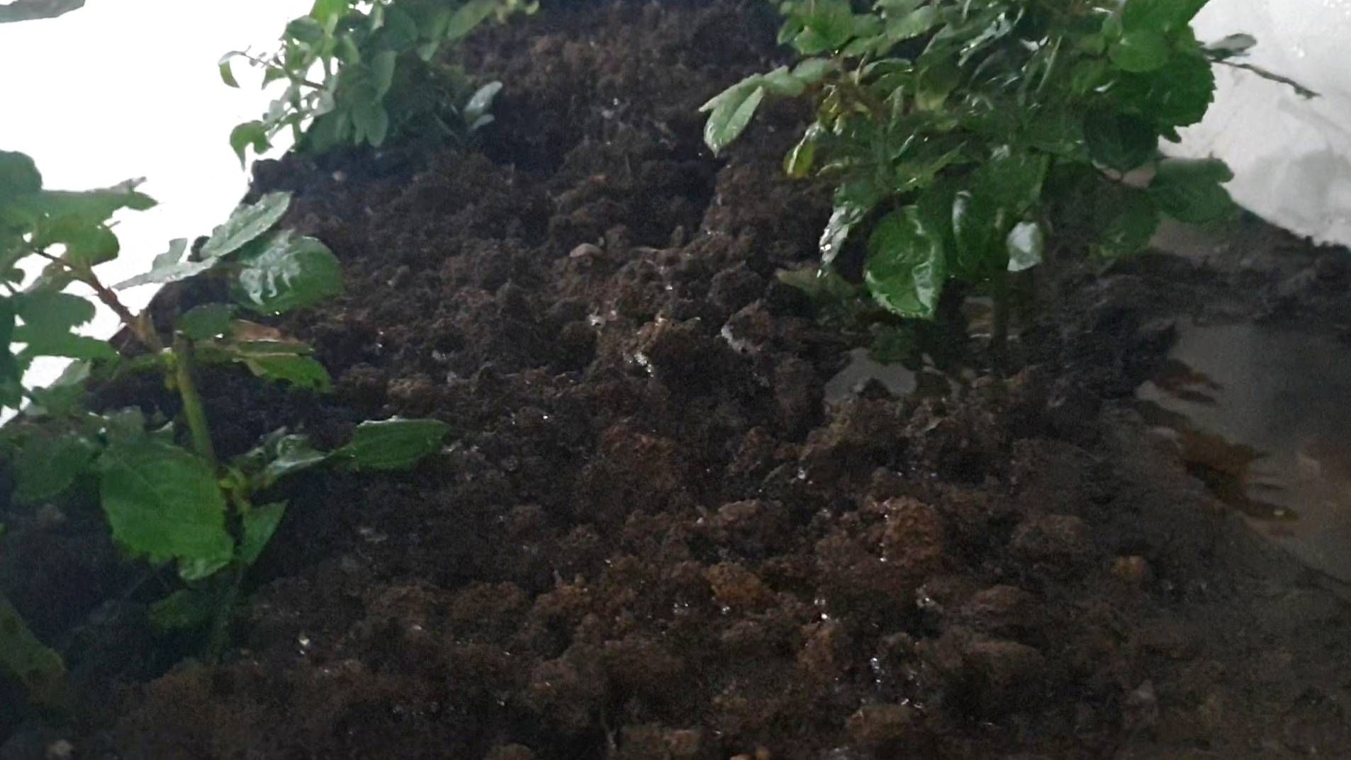 Как чувствуют себя розы под укрытием в Подмосковье. 11 января 2025 г. смотреть онлайн