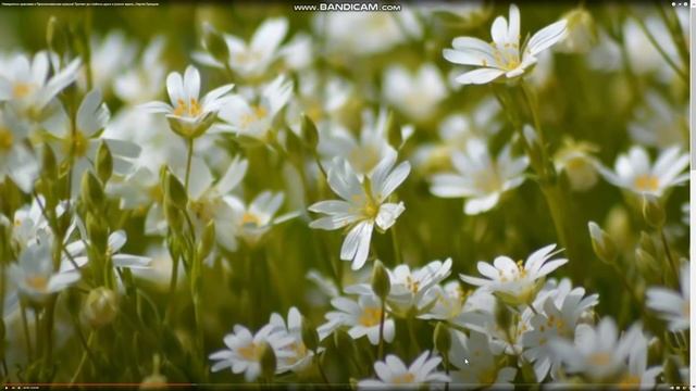 " А Вы слышали о ... ? " смотреть онлайн