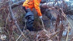 Охота на бобра осенью. Ловлю бобра изгоя.