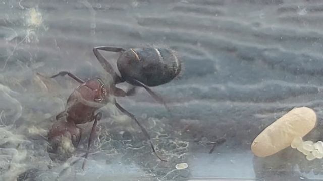 Camponotus leydigi (French Guiana) 11.08.2021 смотреть онлайн