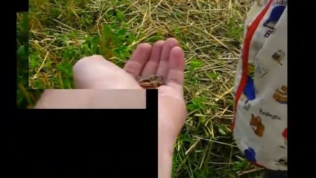 Ловим жабу смотреть онлайн