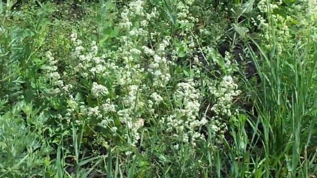 Июньское разнотравье и разноцветье. Кузбасс. Тяжинский. Природа. смотреть онлайн