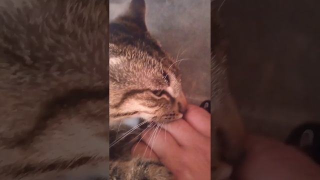 сосун смотреть онлайн